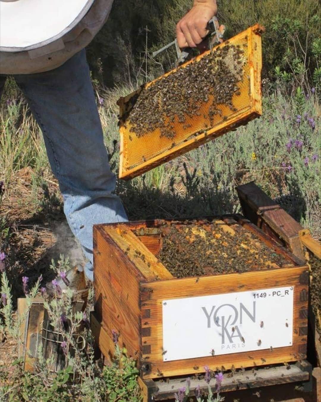 bees